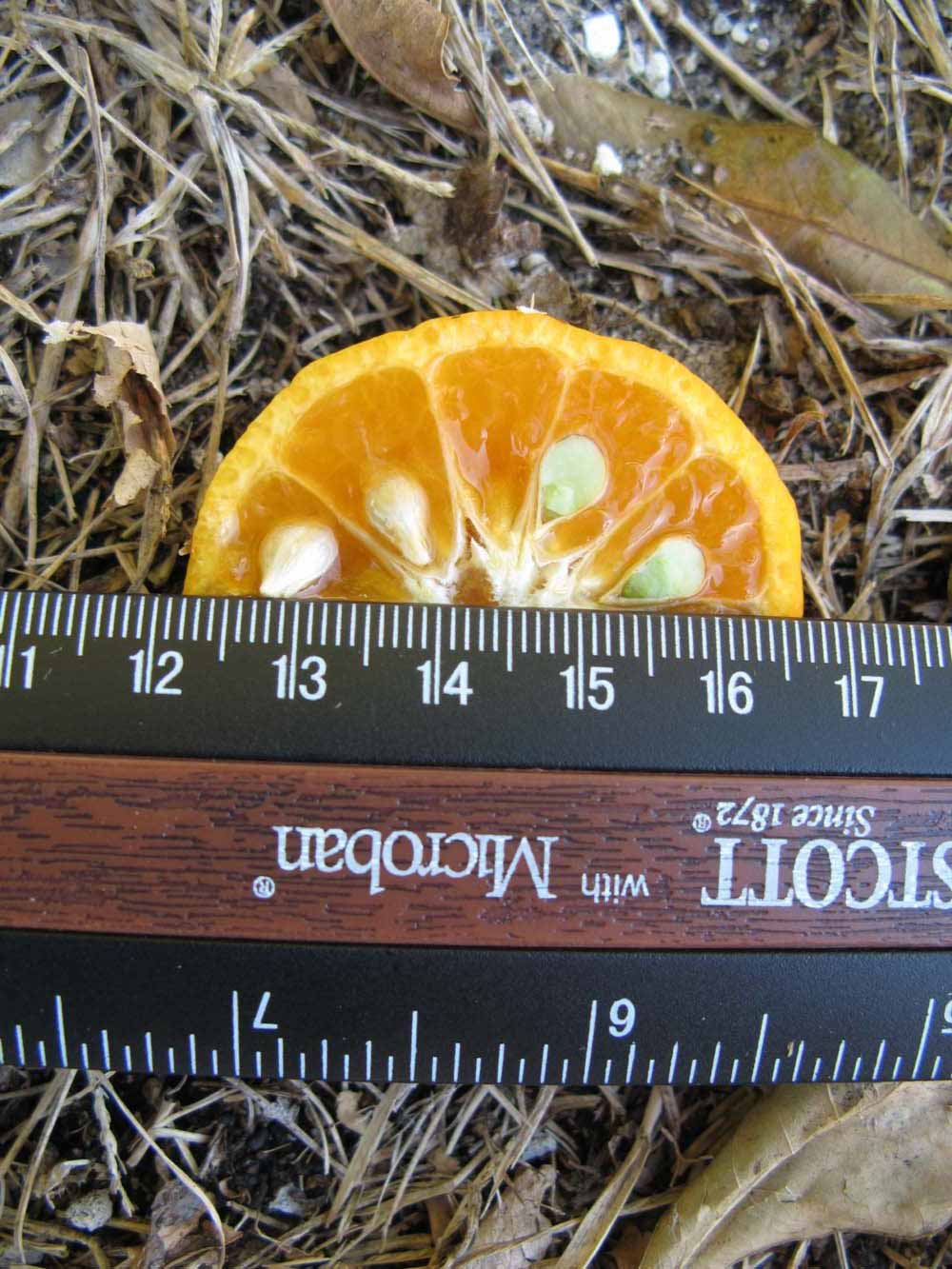              Fruit cross-section (Winter Haven, FL)       